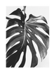 BLACK AND WHITE MONSTERA PART 3