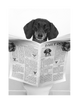 THE DAILY DOG