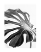 BLACK AND WHITE MONSTERA PART 2