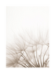 DANDILION PART 2