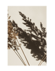 PAMPAS SHADOW