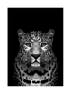 Leopard on Black