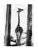 Stand Tall