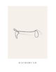 Dachshund