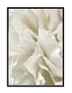 NUDE PEONY