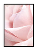 Pink Petals Part 1