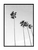 Black And White Palms
