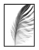Grey Feather