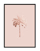 Palm on pink