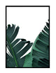 BANANA LEAVES
