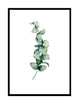 WATERCOLOUR EUCALYPTUS PART 2