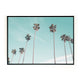 Palms