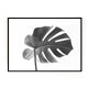 Black and White Monstera