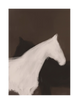 White horse head and brown horse silhouette on a dark brown background