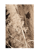GOLDEN PAMPAS