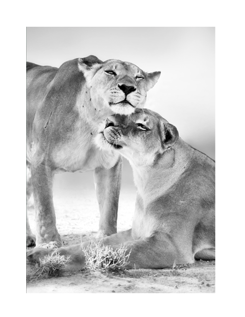 Lion Love
