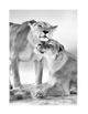 Lion Love