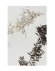 SPRING SHADOW