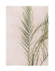 PLANT ON PEACH