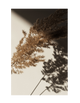 PAMPAS SHADOW PART 2