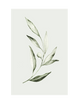 OLIVE BRANCH PART 2