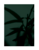 GREEN SHADOWS
