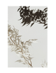 SPRING SHADOW PART 2
