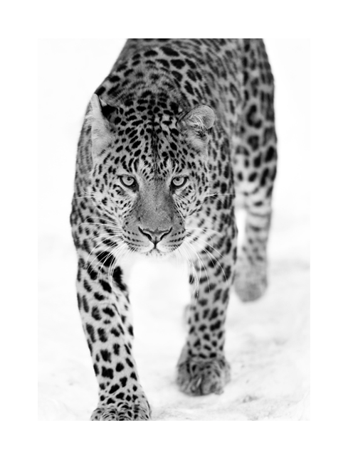 BLACK AND WHITE LEOPARD