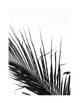 NOIR PALM