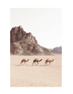 3 CAMELS