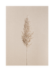 PAMPAS