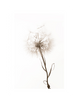 DANDILION
