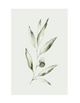 OLIVE BRANCH