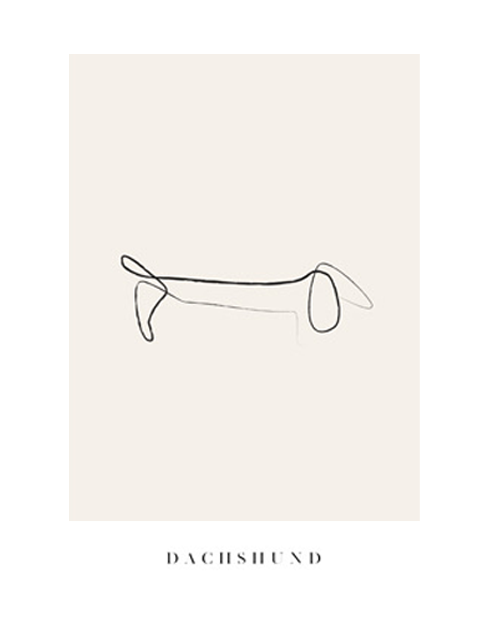 Dachshund