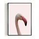 Pink Flamingo