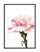 CARNATION