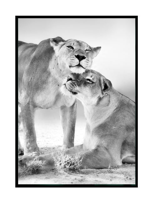 Lion Love