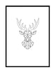 White Stag
