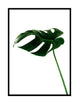 MONSTERA