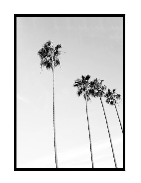 Black And White Palms