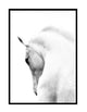 White Horse