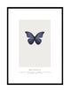 BUTTERFLY - AZURE