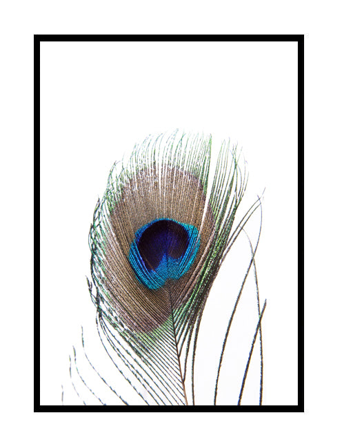 peacock feather