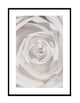 white rose