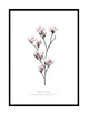 MAGNOLIA