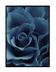Blue Roses
