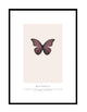 BUTTERFLY - ROUGE