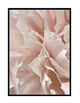 PEONY PETALS
