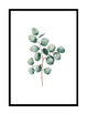 WATERCOLOUR EUCALYPTUS PART 1