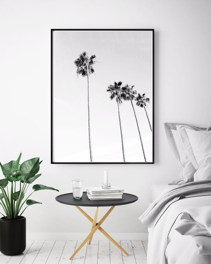 Black And White Palms